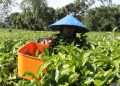 Perbedaan karyawan dan buruh serta hak dan status pekerjaan mereka