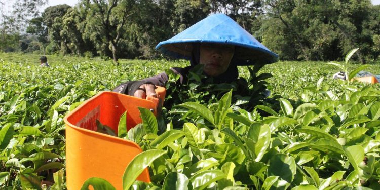 Perbedaan karyawan dan buruh serta hak dan status pekerjaan mereka