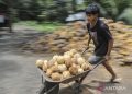 9 olahan buah kelapa dengan nilai ekonomi tinggi