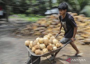 9 olahan buah kelapa dengan nilai ekonomi tinggi