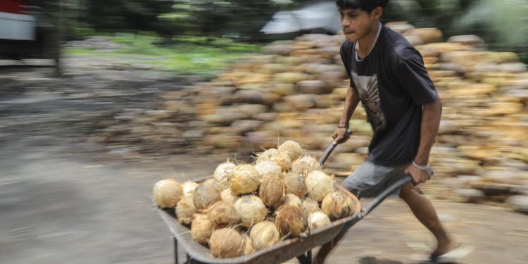 9 olahan buah kelapa dengan nilai ekonomi tinggi