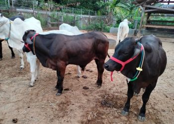 Fakta Sapi Gama inovasi UGM bisa capai bobot 900 kg