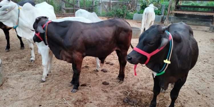 Fakta Sapi Gama inovasi UGM bisa capai bobot 900 kg