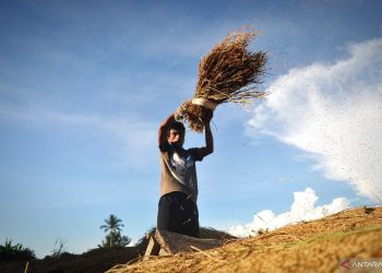 Mengenal Bobibos, inovasi bahan bakar dari jerami karya anak bangsa
