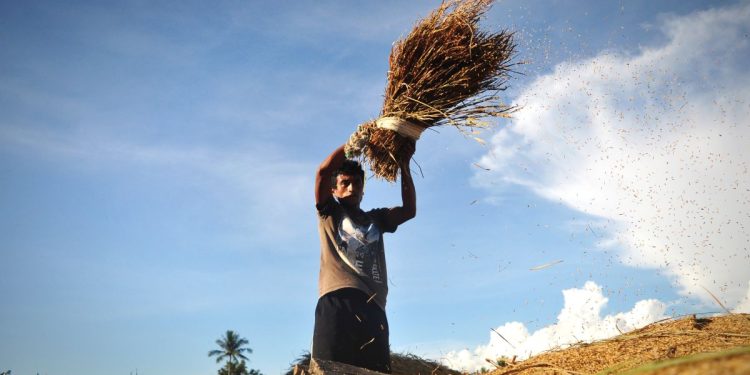 Mengenal Bobibos, inovasi bahan bakar dari jerami karya anak bangsa