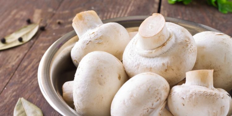 Jamur sudah ada di bumi sebelum tumbuhan dan hewan, benarkah?